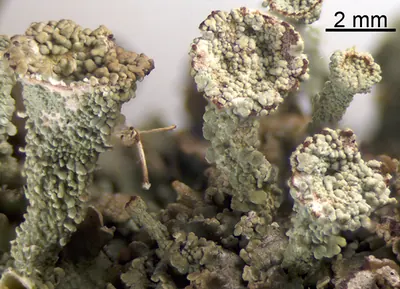 Cup lichen