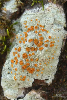 Brigantiaea lichen
