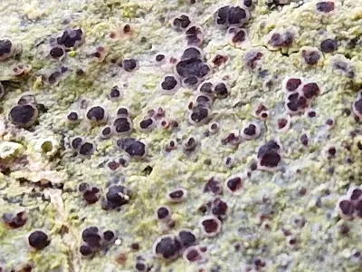 Megalaria laureri