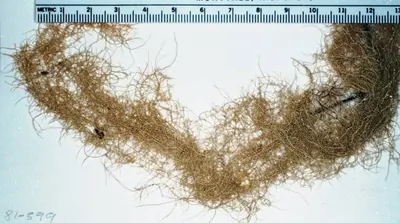 Dolichousnea longissima