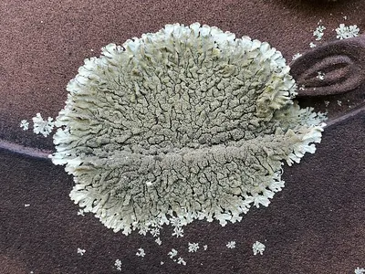 Plitt's xanthoparmelia lichen