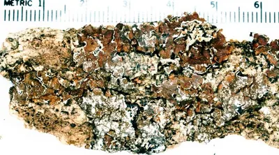 Whiskered camouflage lichen; &nbsp; Whiskered brown-shield lichen