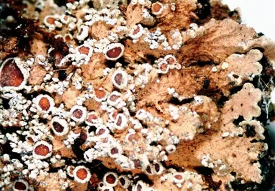 Matted lichen