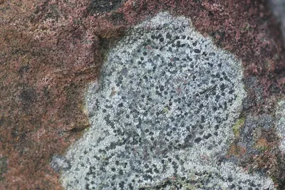 Rhizocarpon reductum