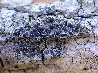 Rinodina oleae