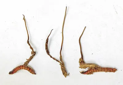 Ophiocordyceps stylophora