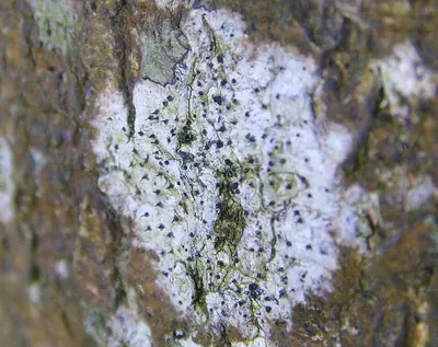 Anisomeridium polypori