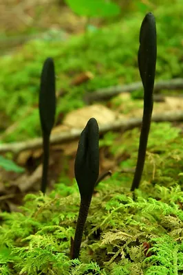 Trichoglossum hirsutum