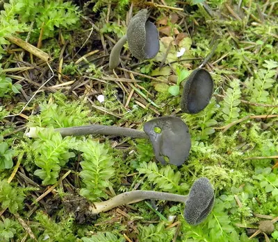 Helvella chinensis