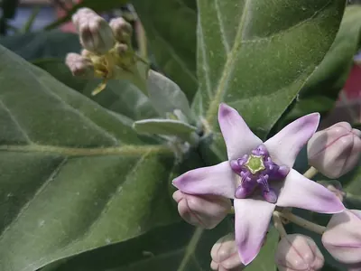 Giant milkweed