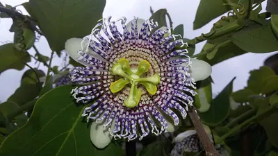 Sea anemone passion flower