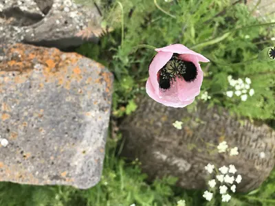 Pinkish Poppy