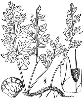 Appalachian Filmy Fern
