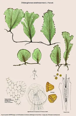 Didymoglossum membranaceum