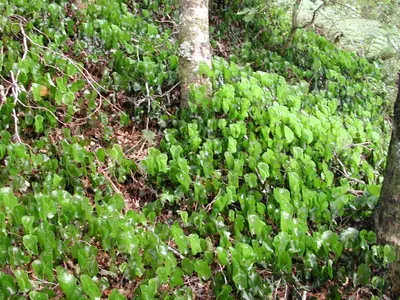 Kidney fern