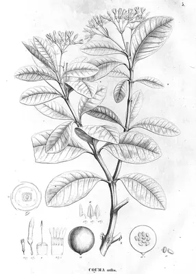 Couma utilis