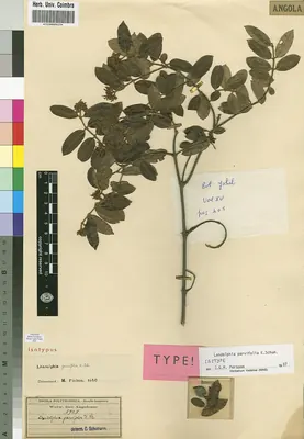 Landolphia parvifolia