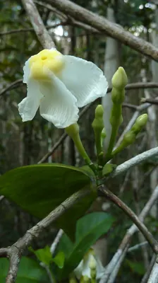 Tabernaemontana flavicans