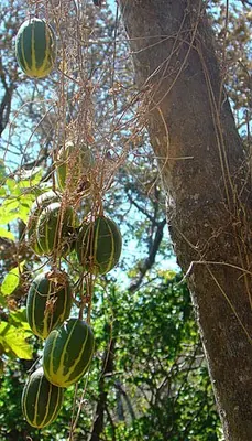 Polyclathra cucumerina