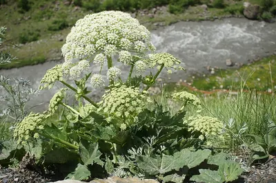 Heracleum sosnowskyi