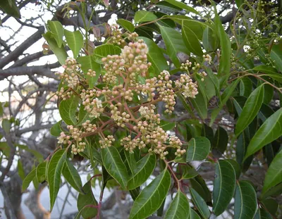 Ribbonwood
