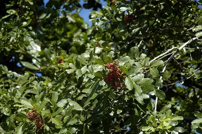 Brazilian Peppertree