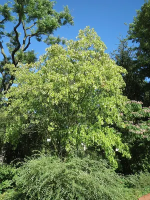 European bladdernut