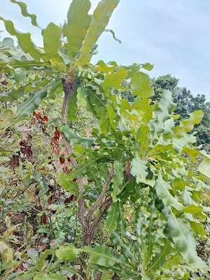 Dwarf Red Ironwood
