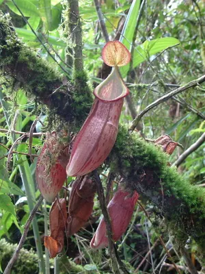 Nepenthes gymnamphora