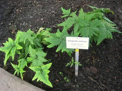Selaginella umbrosa