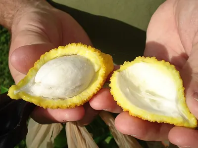 Lemon Drop Mangosteen
