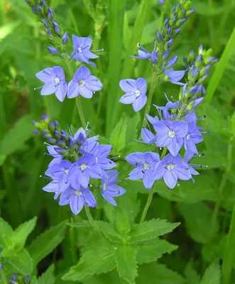Veronica teucrium