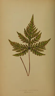 Doryopteris kirkii