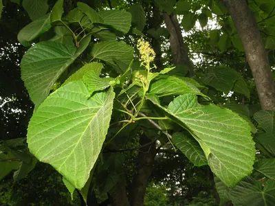 Lime-leaved Maple