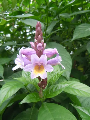 Phlogacanthus turgidus