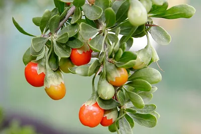 African boxthorn