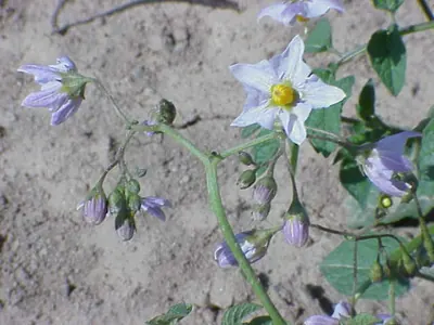 Solanum brevicaule