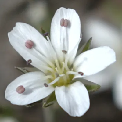 Porter's sandwort