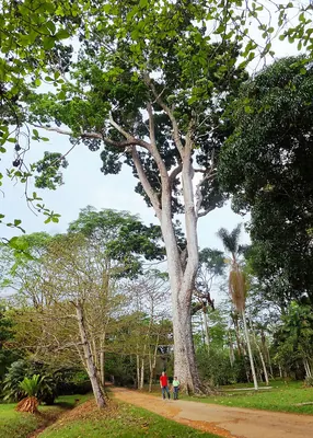 Lagos Mahogany