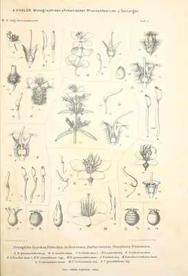 Dinophora spenneroides