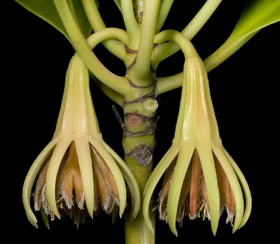 Rhizophora stylosa