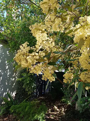 Pomaderris intermedia