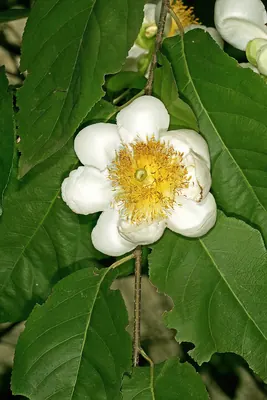 Oncoba spinosa