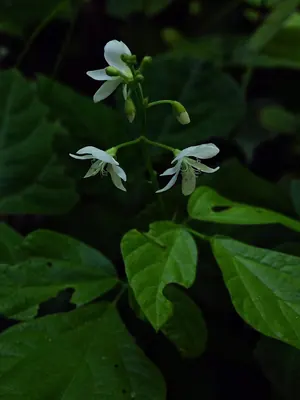 Hylodesmum pauciflorum