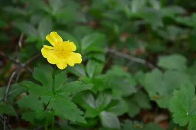 Ranunculus carpaticus