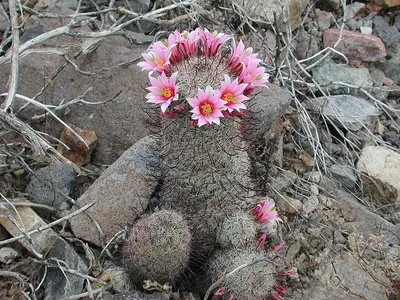 Cochemiea grahamii