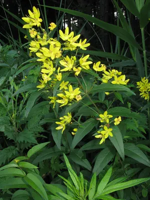 Lysimachia davurica