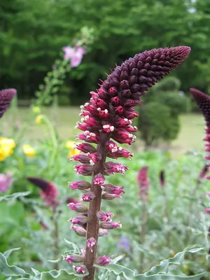 Lysimachia atropurpurea