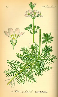 Featherfoil