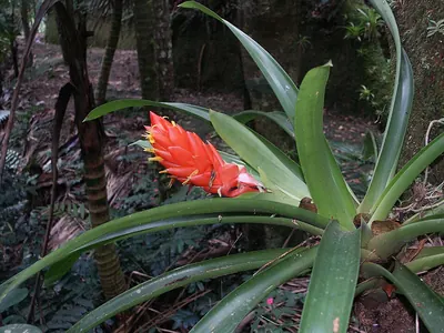 Guzmania berteroniana